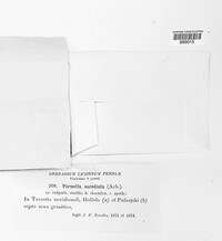 Montanelia sorediata image